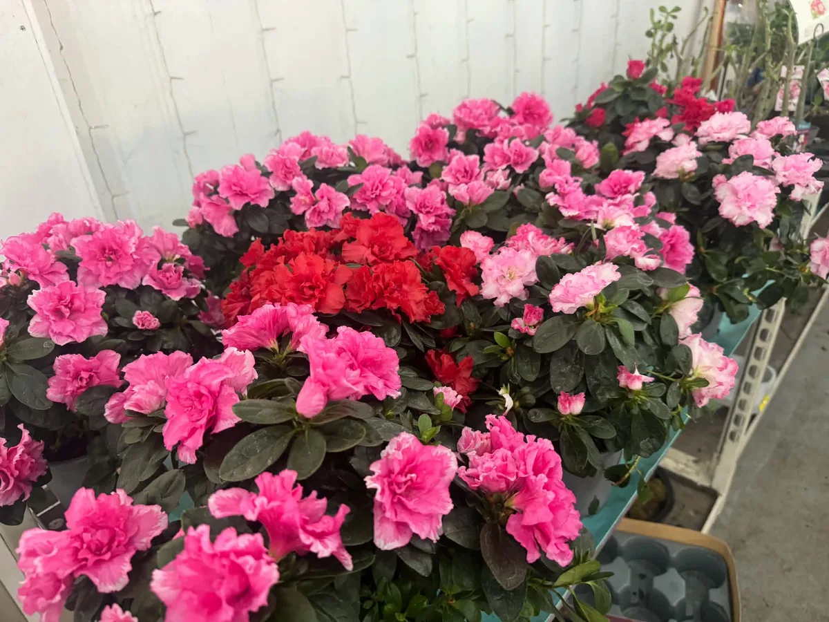 Nouvel arrivage 🌸